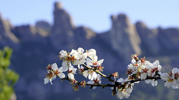 flowers, almond tree, spring, flowering, almond branch in bloom, white, almond tree nature