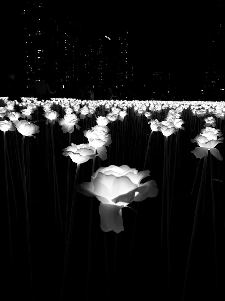 rose, flowers, neon, map, lamp, outdoors, black And White