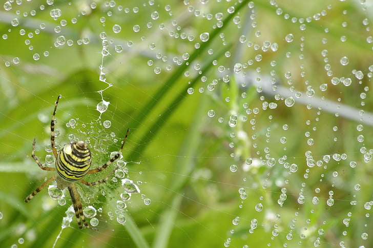nhện, Dewdrop, Thiên nhiên, đóng, cobweb, morgentau, côn trùng