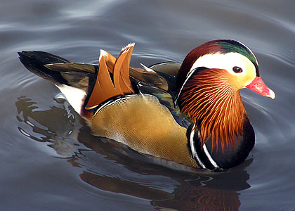 duck, mandarin ducks, aix galericulata, duck bird, bird, anatidae, bride duck