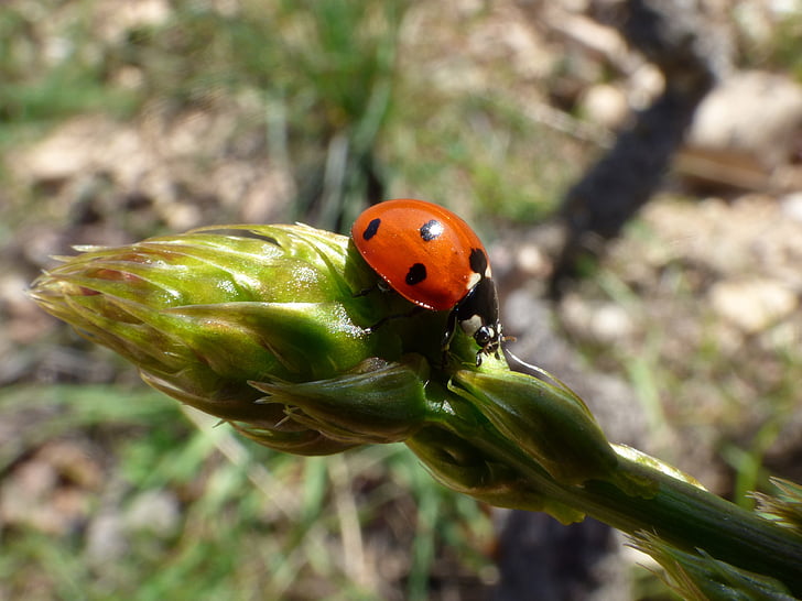 Ladybug, asparges, detaljer, Coccinella septempunctata, insekt, en dyr, dyr i naturen