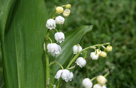 lily of the valley, convallaria majalis, flower, blossom, bloom, fragrance, asparagus plant