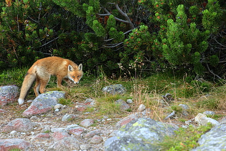 狐狸, 动物, 捕食者, 斯洛伐克, 塔特拉, 山脉, 自然