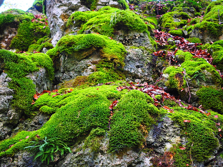 Stein, Moos, bemoost, Grün, überwuchert, Natürlich, Wald