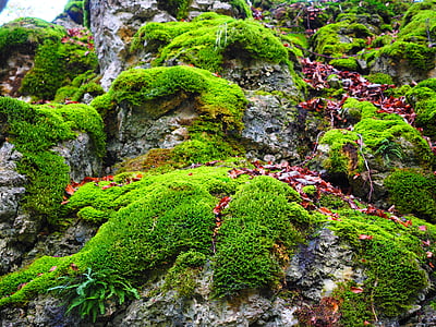 steen, Moss, bemoost, groen, begroeid, Natuurlijk, bos