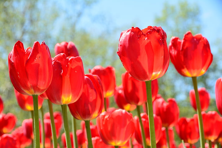 Tulip, màu đỏ, óng ánh, mùa xuân, đầy màu sắc