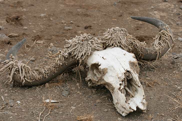 skull, antelope, death, nature