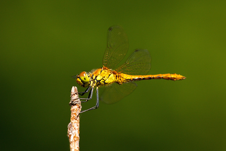 Dragonfly, insekt, Wing, vilda djur, bugg, ljusa, liten