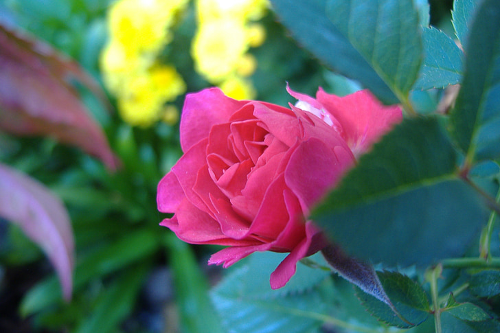 Rosa, flor, jardí, planta, Rosa