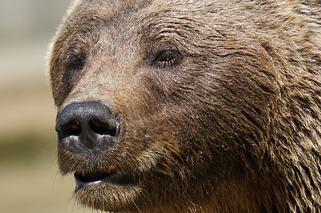 brown bear, bear, predator, dangerous, zoo