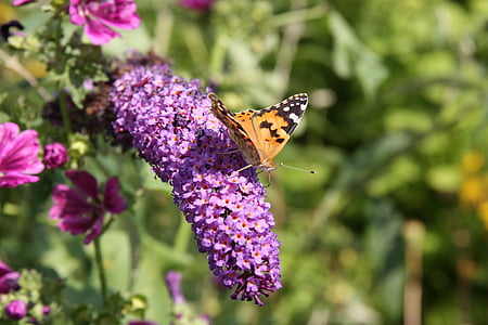 蝴蝶, 昆虫, 动物, 动物世界, 开花, 绽放, 紫色