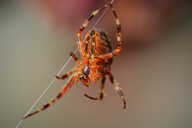 spin, nature, animal, macro, rope, spider, arachnid