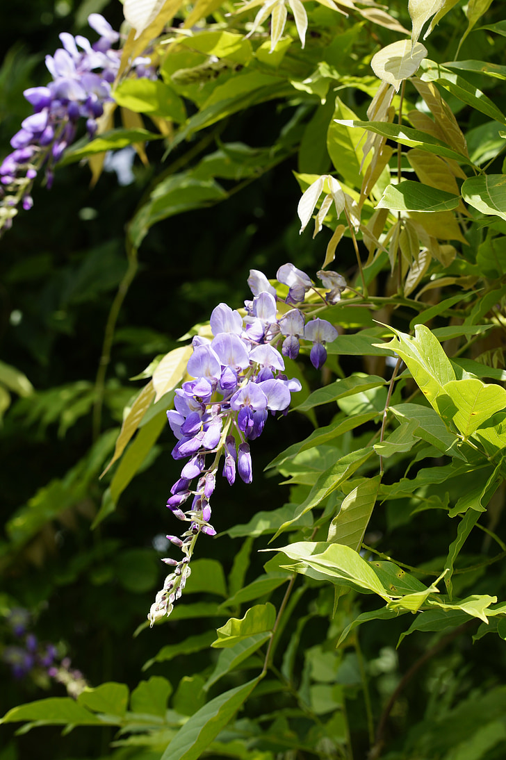 wisteria, zieds, Bloom, puķe, zils lietus, Violeta, Violeta