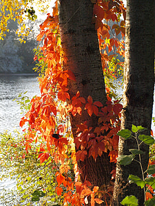 víno partner, červené listy, podzim, padajícího listí, barevné listí, podzimní barvy