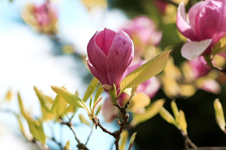 Magnolia, Bud magnolia, kevään, Magnolia oksat, kukannuput, Magnolia kukka, silmut kukassa