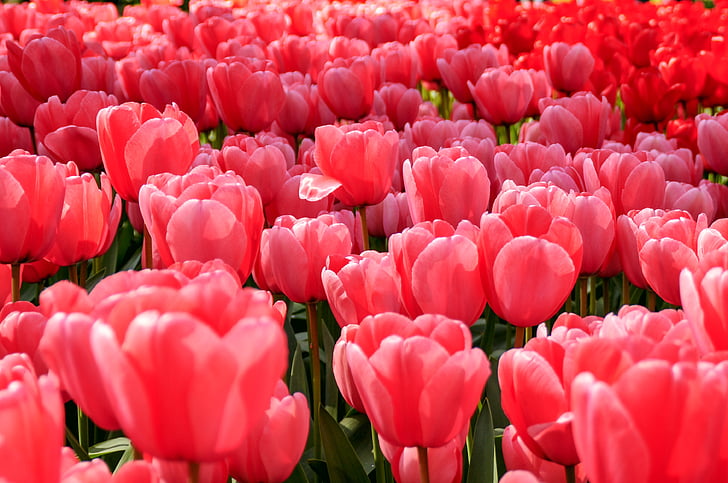 Crveni, cvijeće, biljke, roza, tulipani, Nizozemska, cvijet