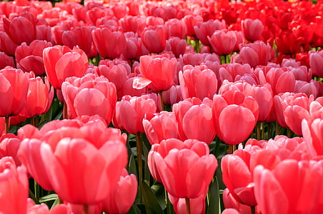 piros, virágok, növények, rózsaszín, tulipán, Hollandia, virág