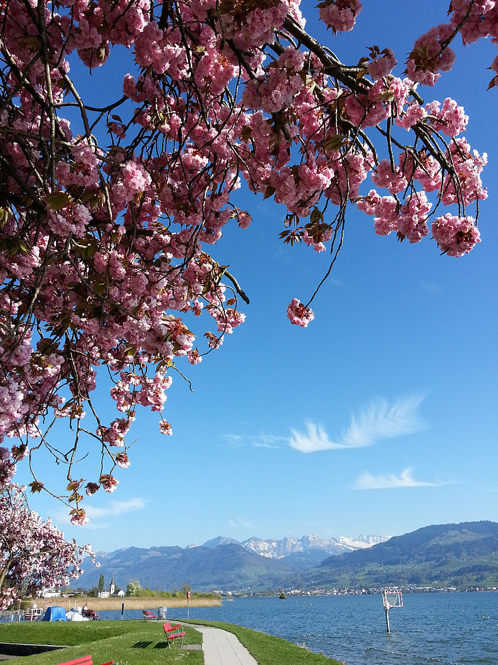 klesti medis, pavasarį, vyšnių žiedai, dangus, kalnai, ežeras, mėlyna