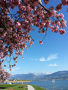 flourishing tree, spring, cherry blossom, sky, mountains, lake, blue