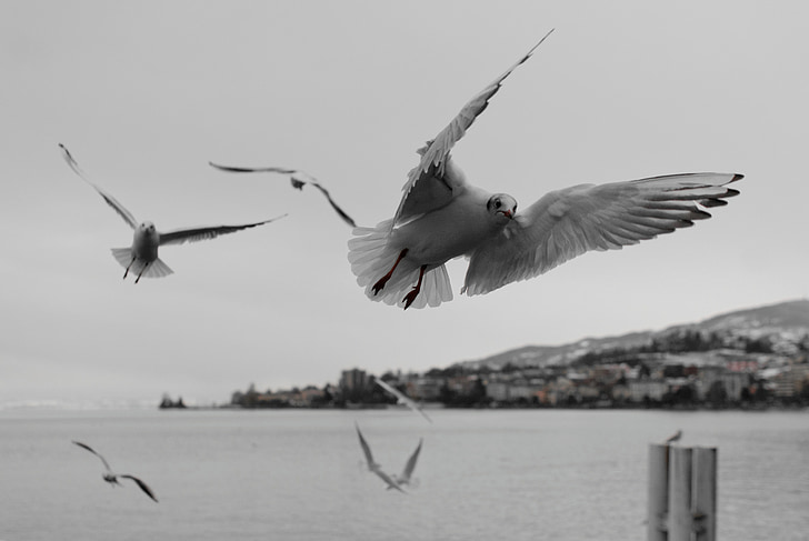 Seagull, Montreux, Vaud, Ginebra, Lago, pájaro del agua, pájaro