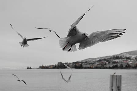 seagull, montreux, vaud, geneva, lake, water bird, bird