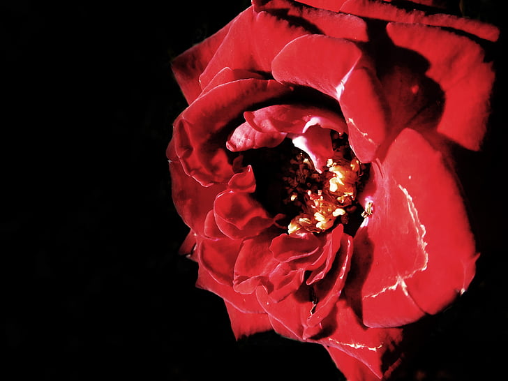 Роза, червен, цвете, романтика, червена роза