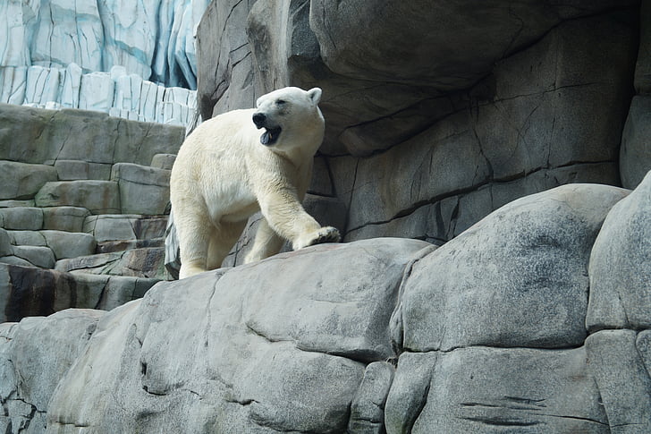 polar bear, zoo, hagenbeck, animal, bear, animal world, white