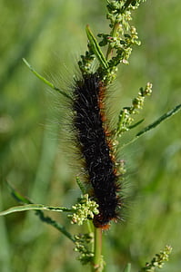 big dipper, caterpillar, butterfly, bug, nature reserve, nature, hairy