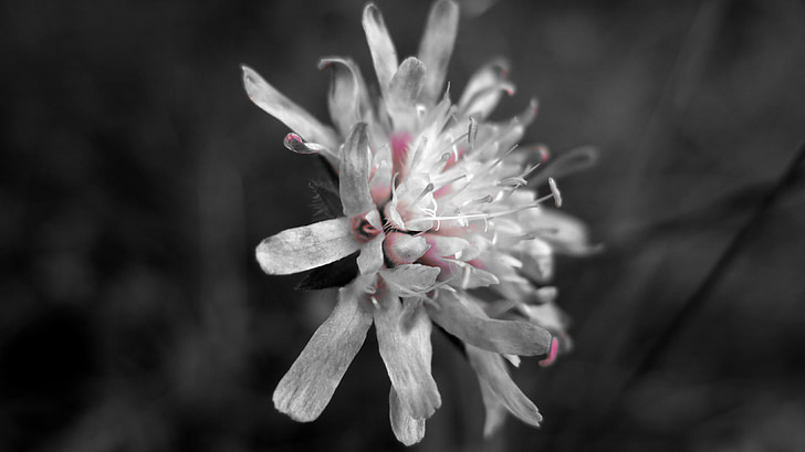 Makro, Blume, schwarz / weiß, Closeup, Blütenblatt, Natur, Anlage