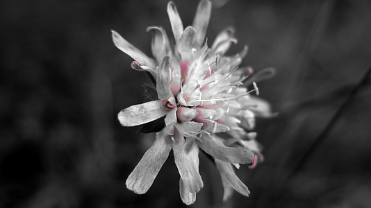μακροεντολή, λουλούδι, μαύρο και άσπρο, κινηματογράφηση σε πρώτο πλάνο, πέταλο, φύση, φυτό