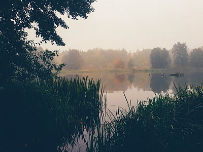 fog, forest, lake, mist, river, trees, water