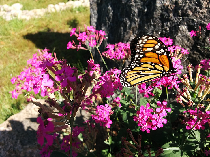 Monarch, sommerfugl, usmakelig, Monarch sommerfugl, fargerike, blomst, fôring