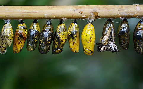 casulo, borboleta, inseto, animal, macro, larva, asa