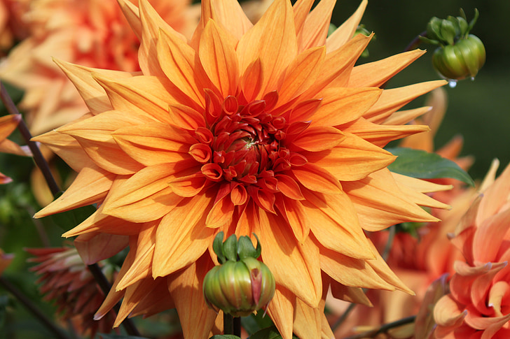 無料写真 花 オレンジ 太陽 美しい花 自然 ブルーム オレンジ色の花 Hippopx