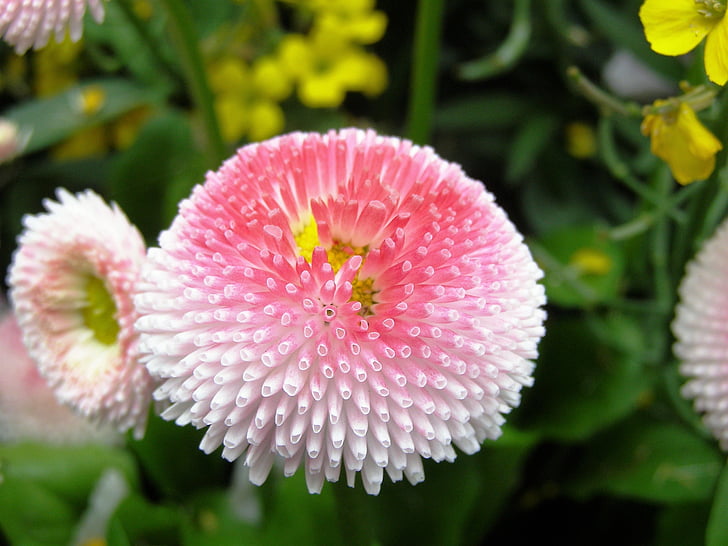 pink flower, double flower, full bloom, pink, close, filled daisy