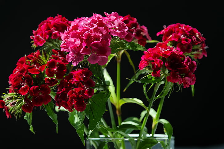 Sweet william, inflorescences, fleurs, rouge, Rose, plante ornementale, Dianthus barbatus