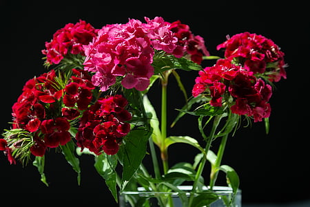 william dolç, inflorescències, flors, vermell, Rosa, planta ornamental, Dianthus barbatus