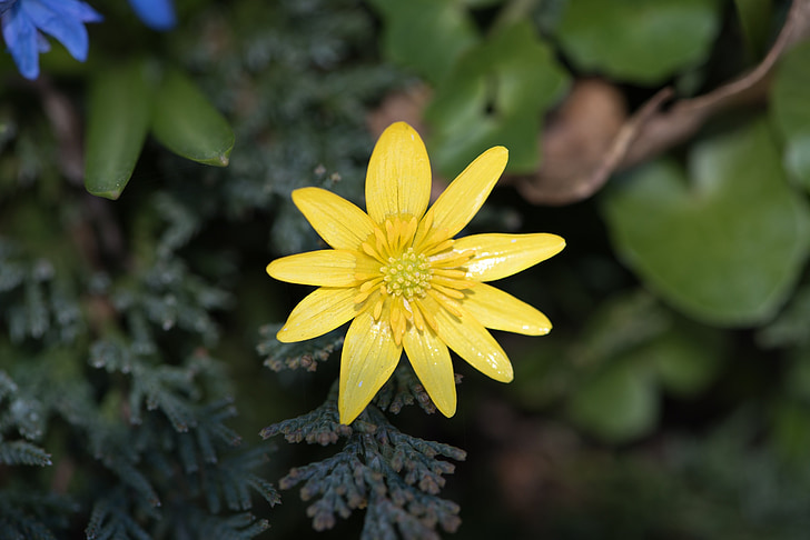 celandine, flower, yellow spring flower, petals, stamp, plant, garden