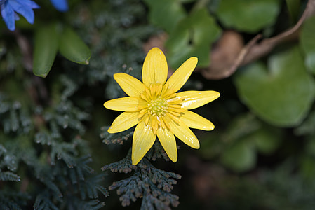 celidonia, flor, flor amarillo primavera, pétalos de, sello, planta, jardín