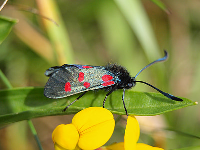 Burnet, escarabat, papallona, negre vermell, Zygaena filipendulae, insecte, tacat