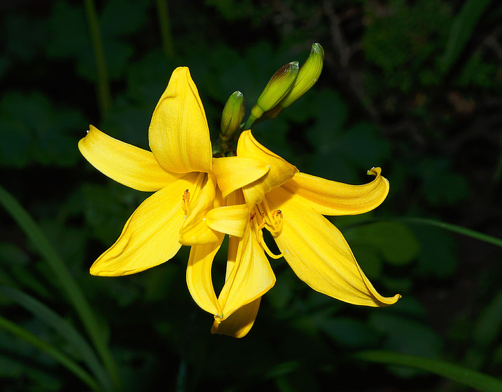 lily, nature, flowers, blossom, bloom, yellow lilies, garden