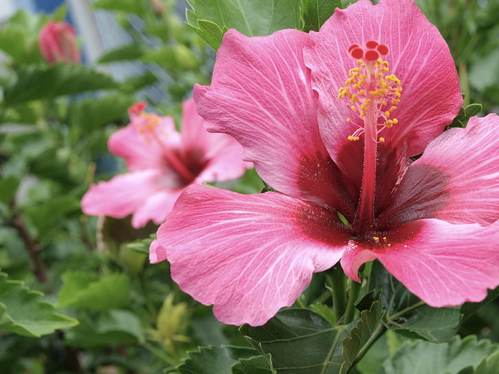 hibiscus, flower, flowers, floral, delicate flower, nature, flowery