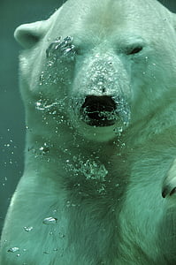 ζώο, αρκούδα, coucou, θηλαστικό, Ωκεανός, Polar, στη θάλασσα