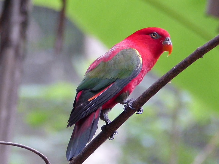 papuga, czerwony, dziki, Tajlandia