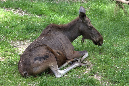 moose, nature, animal, large, rest, relax, mammal