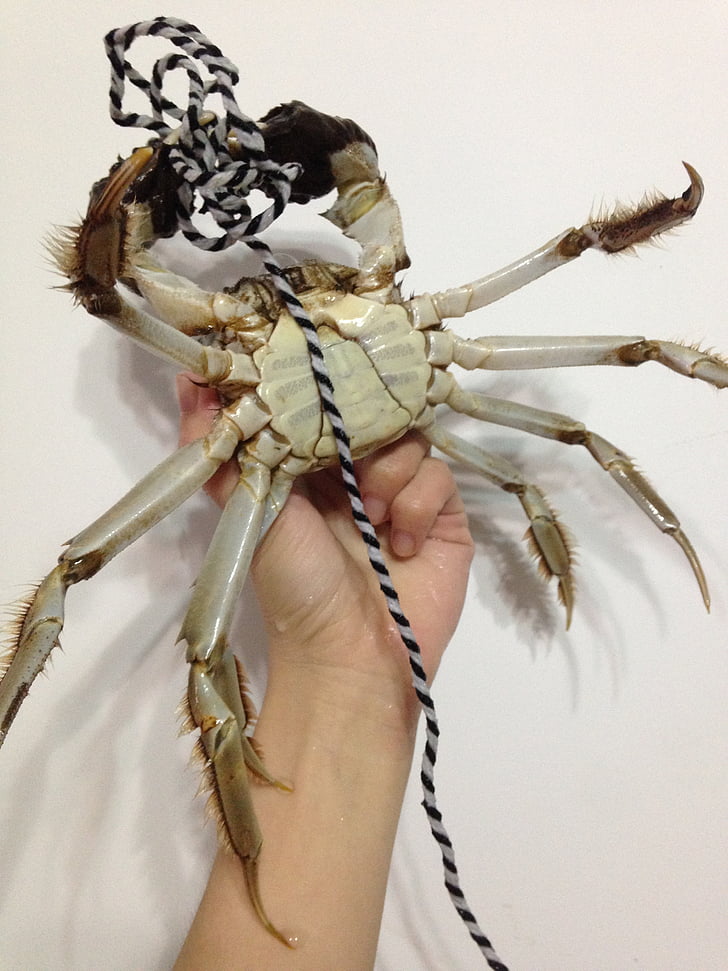 crabs, male crab, abdomen, handheld