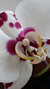 orquídea, flor, floral, flor, planta, flor, natureza