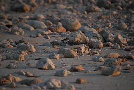shorebird, Sandpiper, пляж, на відкритому повітрі, Природа, птах, тварини