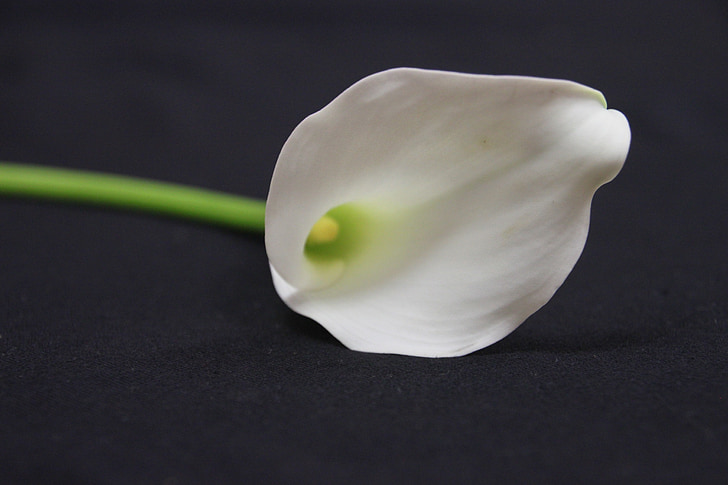 Calla liliom, fehér, virág, Calla, liliom, Bloom, gyönyörű