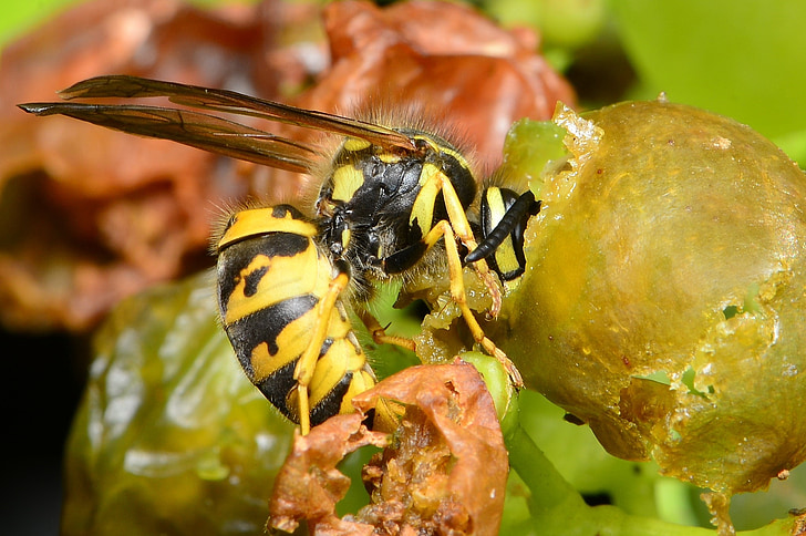 wasp eats grapes, wasp on grapes, grape, wasp, fruit, german wasp